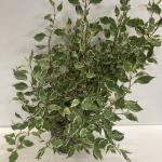 Cornus alba Miracle