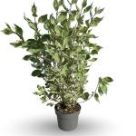 Cornus alba Miracle