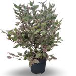 Cornus alba Miracle