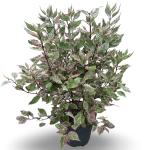 Cornus alba Miracle