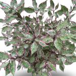 Cornus alba Miracle