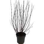 Cornus alba Miracle