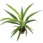 Cordyline aus. Emerald Star