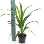 Cordyline aus. Emerald Star