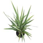 Dianella caerulea