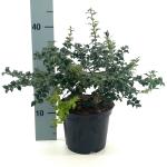 Ilex pernyi 'Compacta'