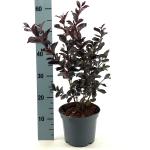 Lagerstroemia i. Lavender Lace, paars