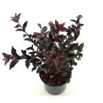 Lagerstroemia i. Lavender Lace, paars