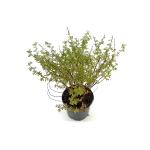 Potentilla f. 'Pretty Polly'