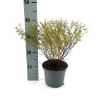 Potentilla f. 'Pretty Polly'