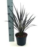 Phormium 'Back in Black'