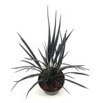 Phormium 'Back in Black'