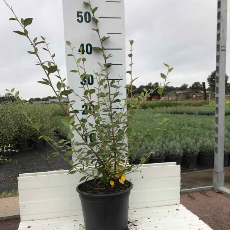 Cotoneaster franchetii