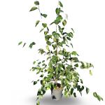 Betula utilis 'Doorenbos'