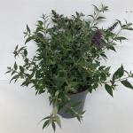 Buddleja 'Blue Chip'