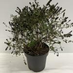 Buddleja 'Blue Chip'