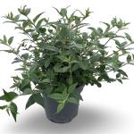 Buddleja 'Blue Chip'