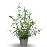 Buddleja d. 'Royal Red'