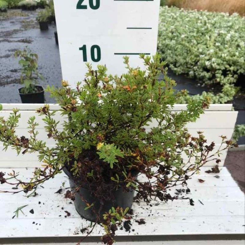 Potentilla f. 'Red Ace'