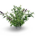 Buddleja d. 'Black Knight'