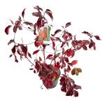 Cornus alba Baton Rouge