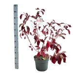 Cornus alba Baton Rouge