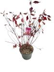 Cornus alba Miracle