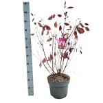Cornus alba Miracle