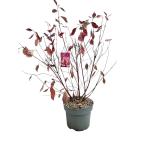 Cornus alba Miracle
