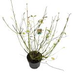 Cornus sericea 'Flaviramea'
