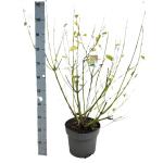 Cornus sericea 'Flaviramea'
