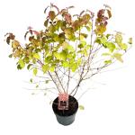 Cornus sang. 'Midwinter Fire'