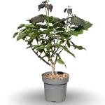 Catalpa erubescens 'Purpurea'