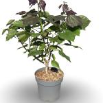 Catalpa erubescens 'Purpurea'