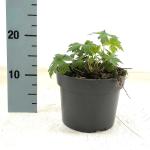 Geranium 'Red Admiral'