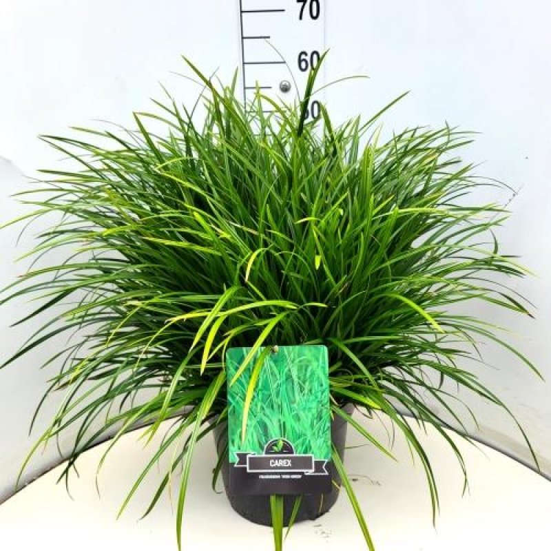 Carex morrowii 'Irish Green'