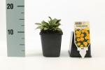 Coreopsis lanceolata 'Baby Gold'