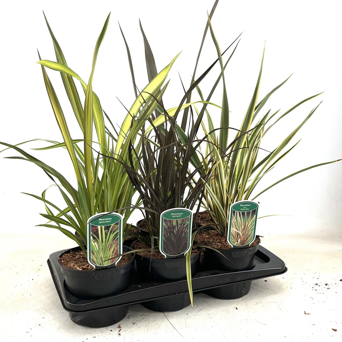 Phormium tenax