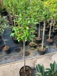 Camellia 'Spring Festival', bol