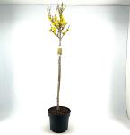 Forsythia int. 'Courtalyn', kroon