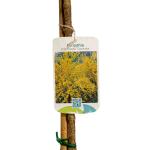 Forsythia int. 'Courtalyn', kroon
