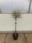 Ligustrum vulg. 'Lodense', bol