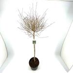 Ligustrum vulg. 'Lodense', bol
