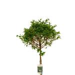 Ligustrum vulg. 'Lodense', bol
