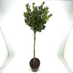 Ilex meserv. Heckenblau, bol