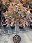 Photinia fraseri Pink Marble, kroon