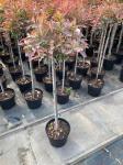 Photinia fraseri Pink Marble, kroon