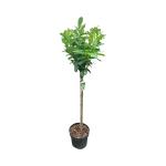 Prunus l. 'Novita', bol