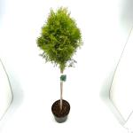 Thuja occ. 'Smaragd', bol