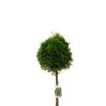 Thuja occ. 'Smaragd', bol
